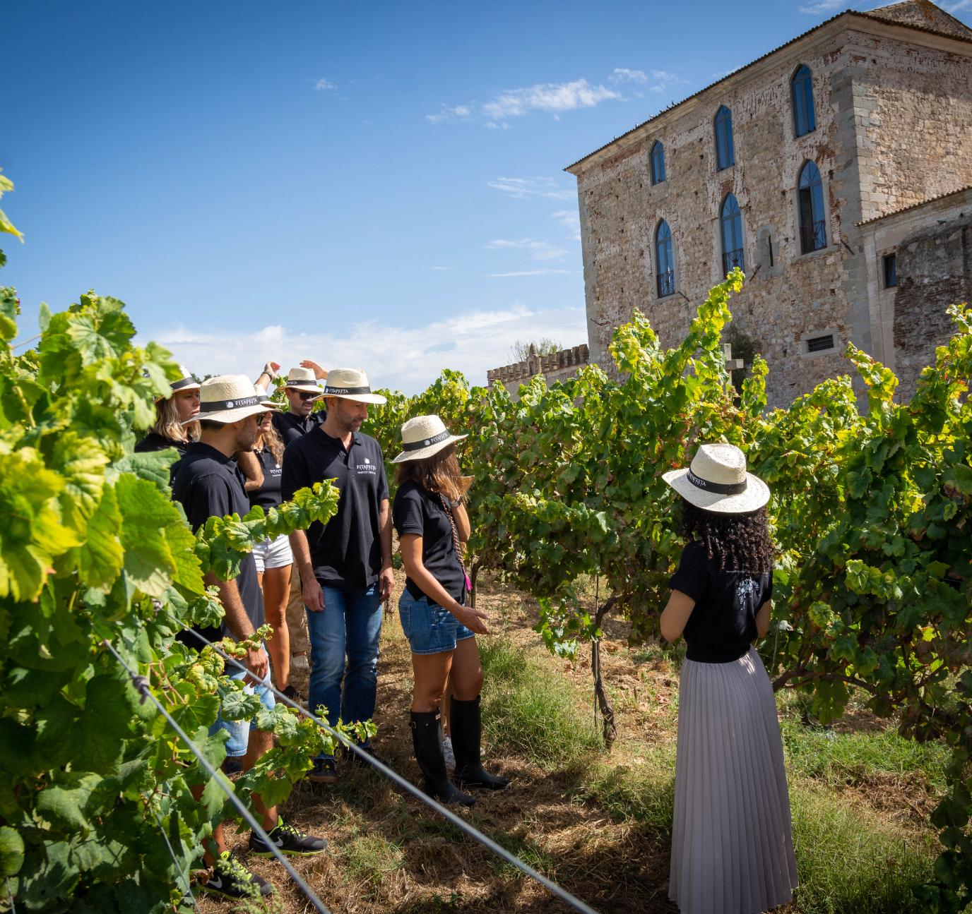 Immersive Journeys Vineyard