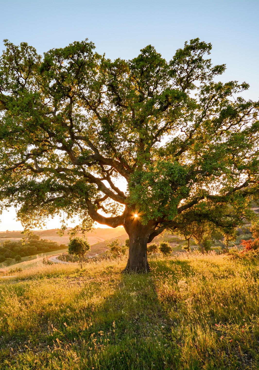 Immersive Journeys Nature