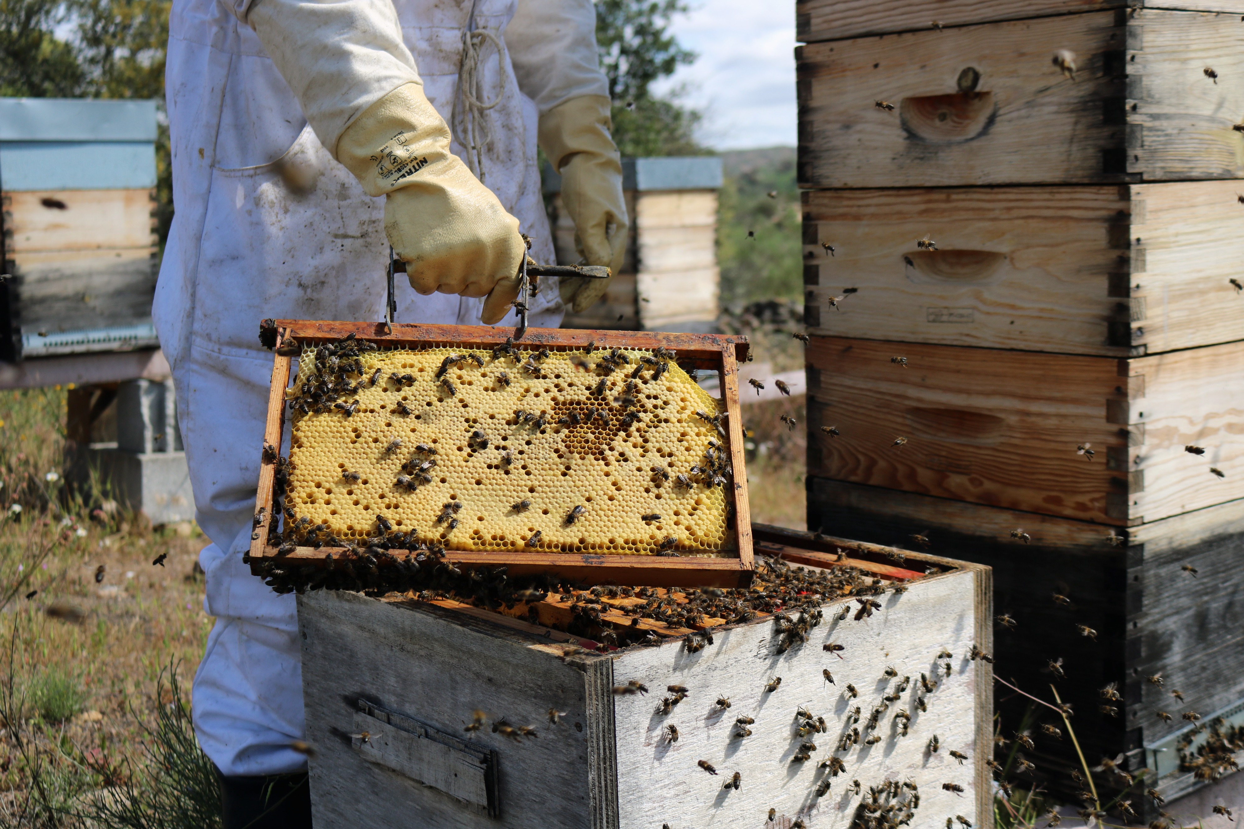 Côa Honeycomb