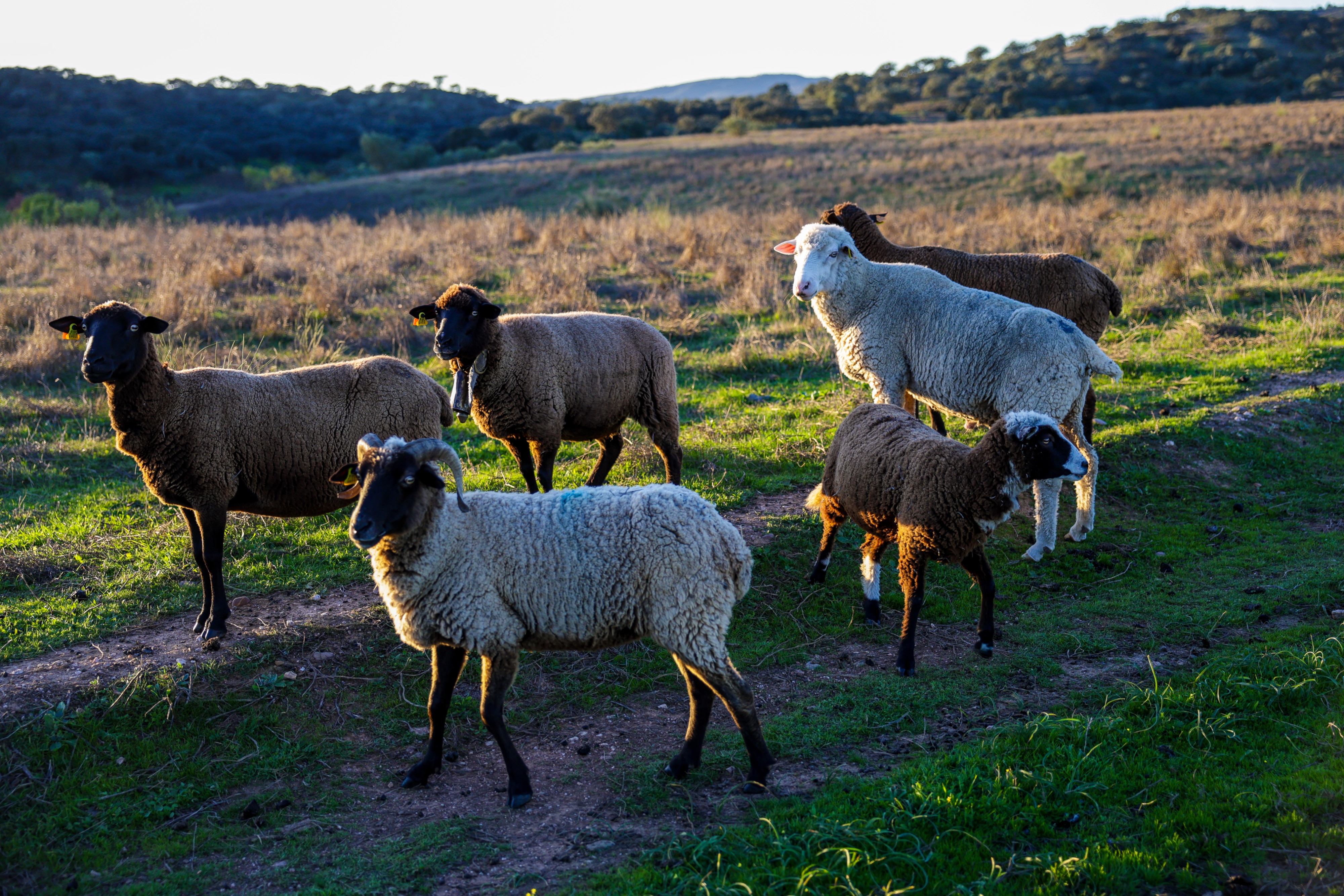 Herdade do Sobroso | Sheep