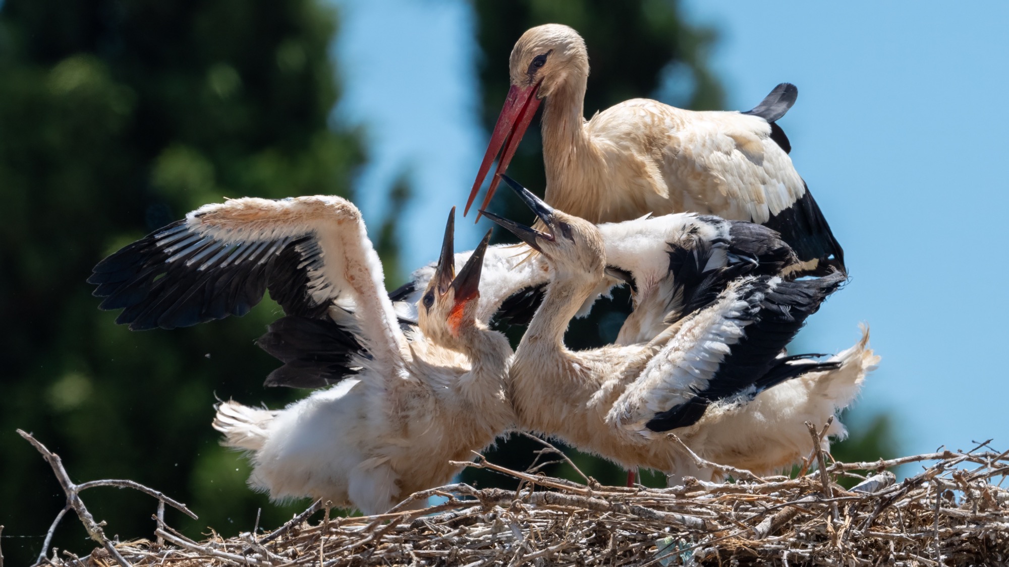 Herdade do Sobroso | Stork