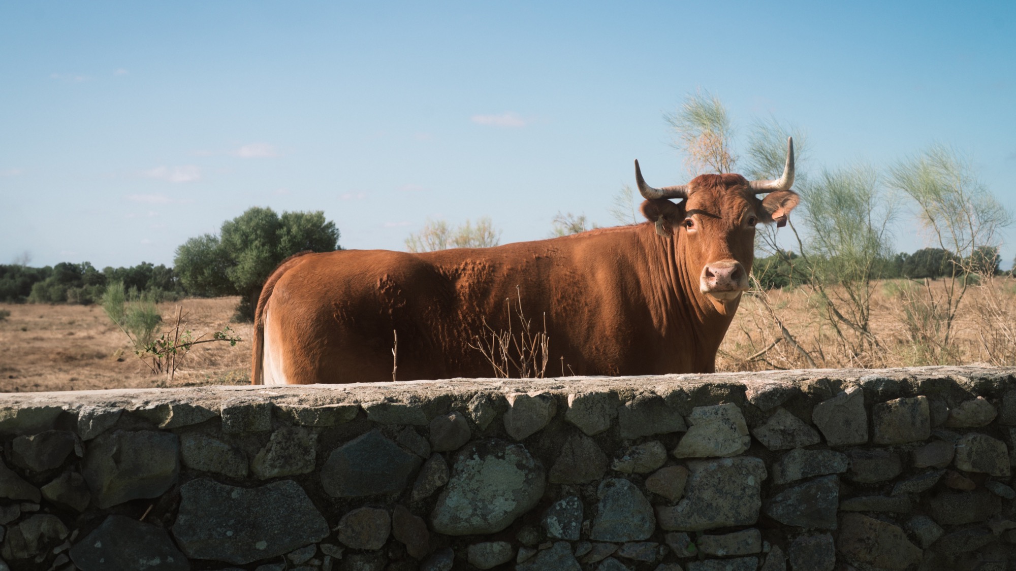 São Lourenço do Barrocal | Cow