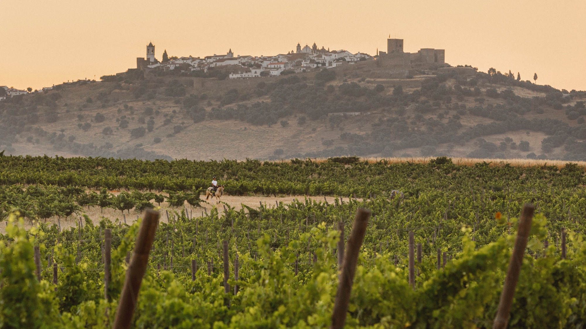 São Lourenço do Barrocal | Vineyards