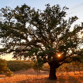 Where to go in Portugal Alentejo