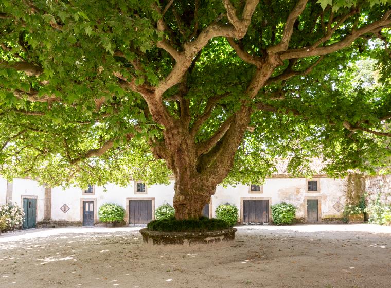 Central Portugal in 3 Days: Nature, History, and Flavors of the Region