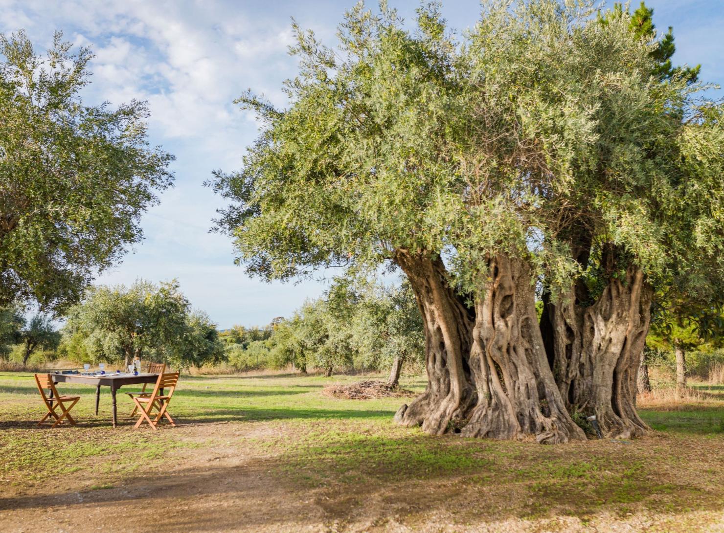 The Soul of Central Portugal and Alentejo in 7 Days: Heritage, Nature, and Living Traditions