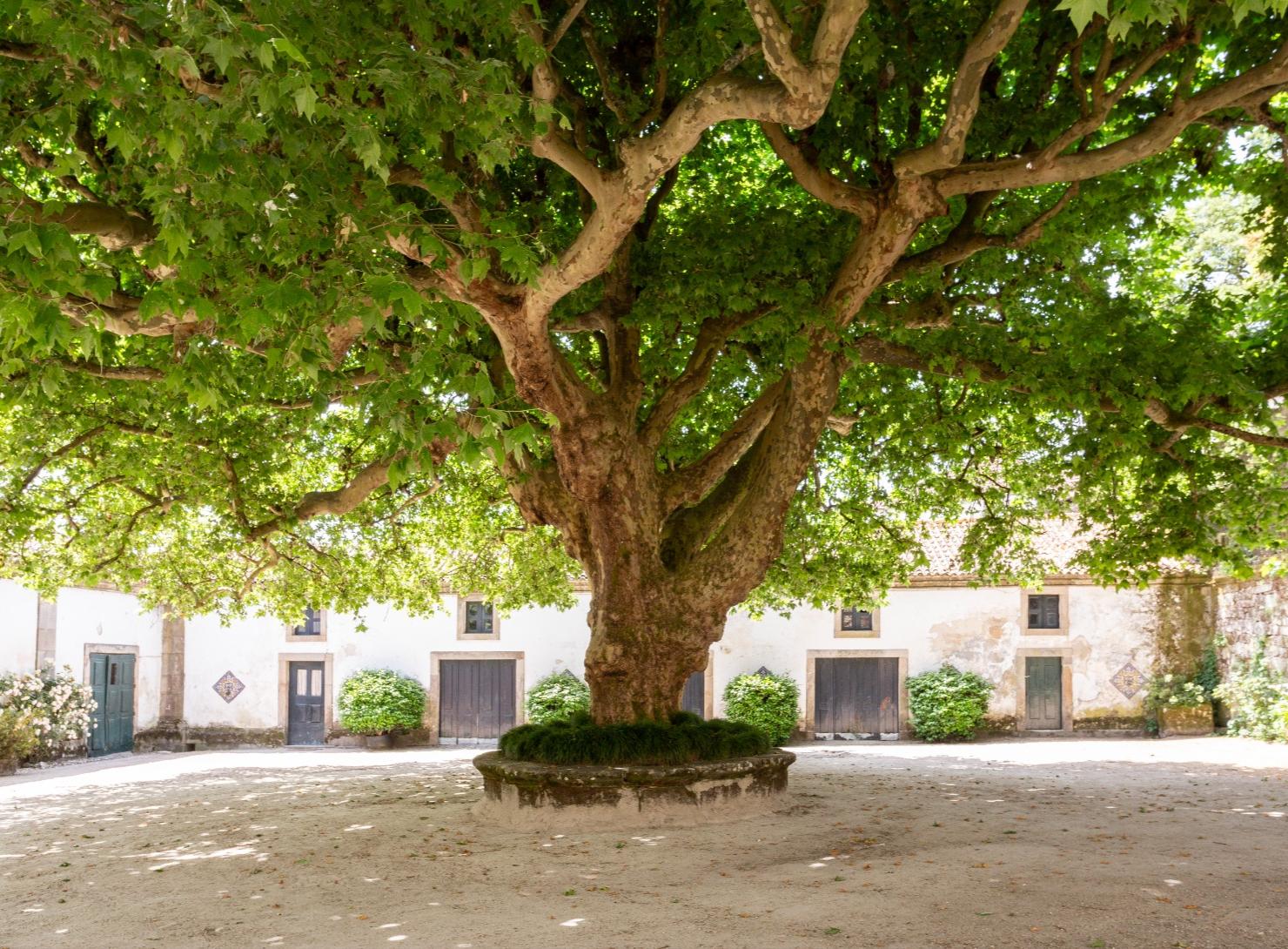Central Portugal in 3 Days: Nature, History, and Flavors of the Region
