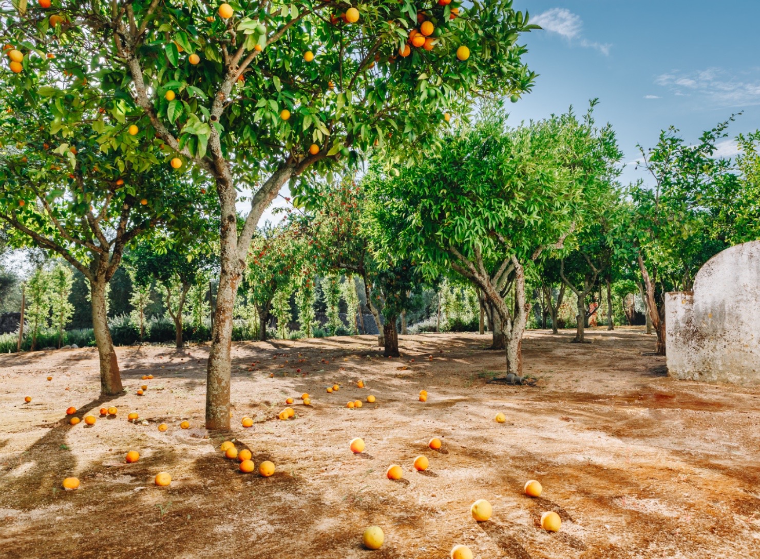 Convento do Espinheiro | Orange Tree