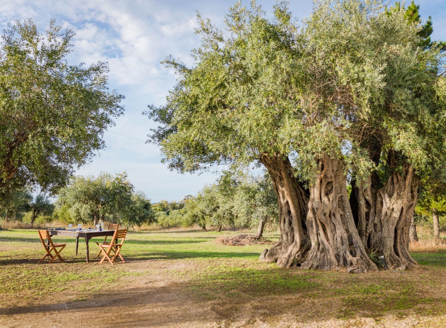 Deep Alentejo: 7 days of flavors, traditions, and well-being