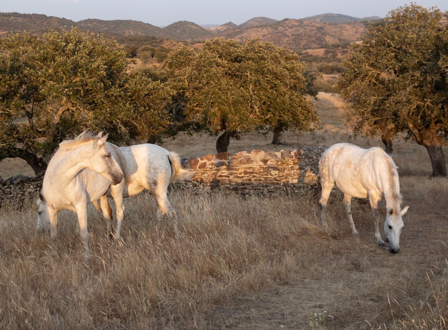 Deep Alentejo: 7 days of flavors, traditions, and well-being