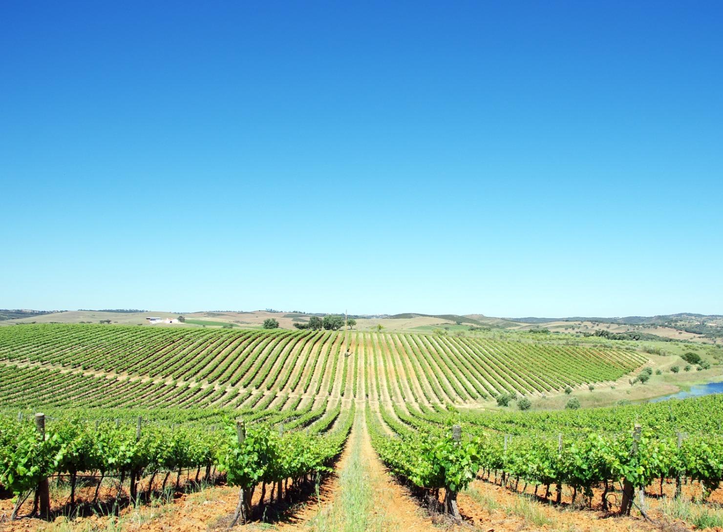 Deep Alentejo: 7 days of flavors, traditions, and well-being