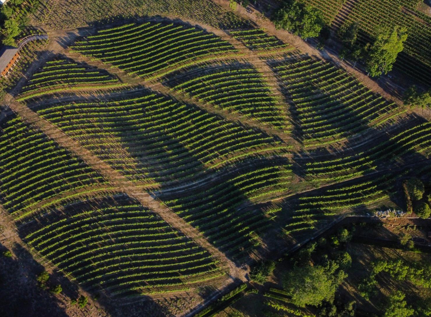 Deep Douro and Central Portugal: Wines, Nature, and Historic Villages in 7 Days