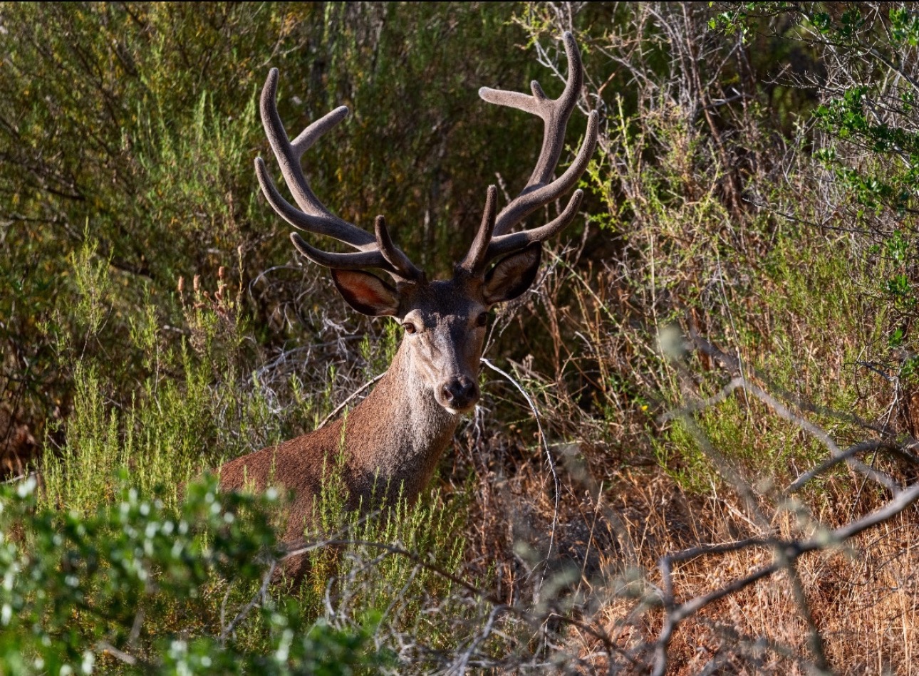 Herdade do Sobroso | Deer