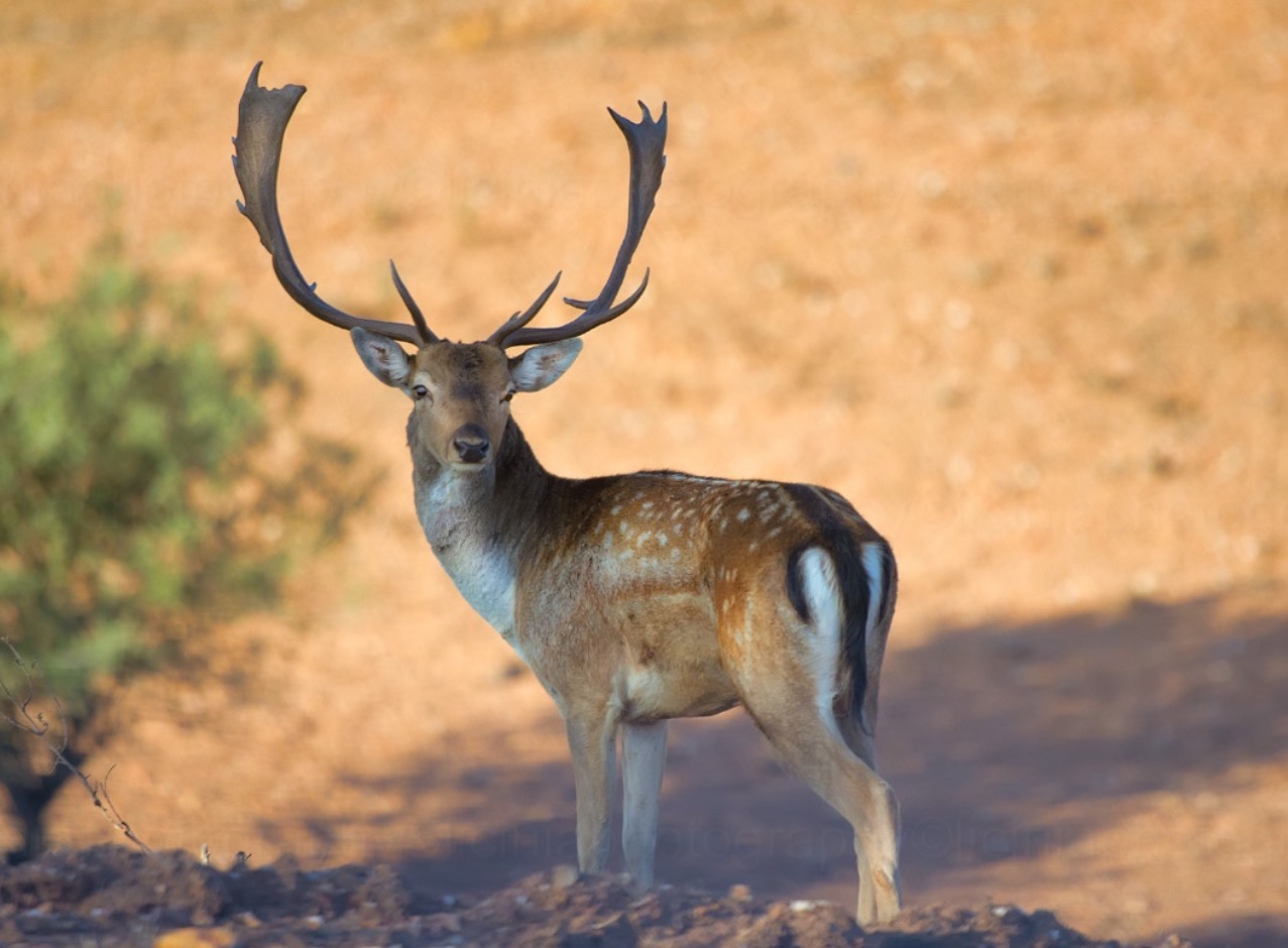 Herdade do Sobroso | Deer