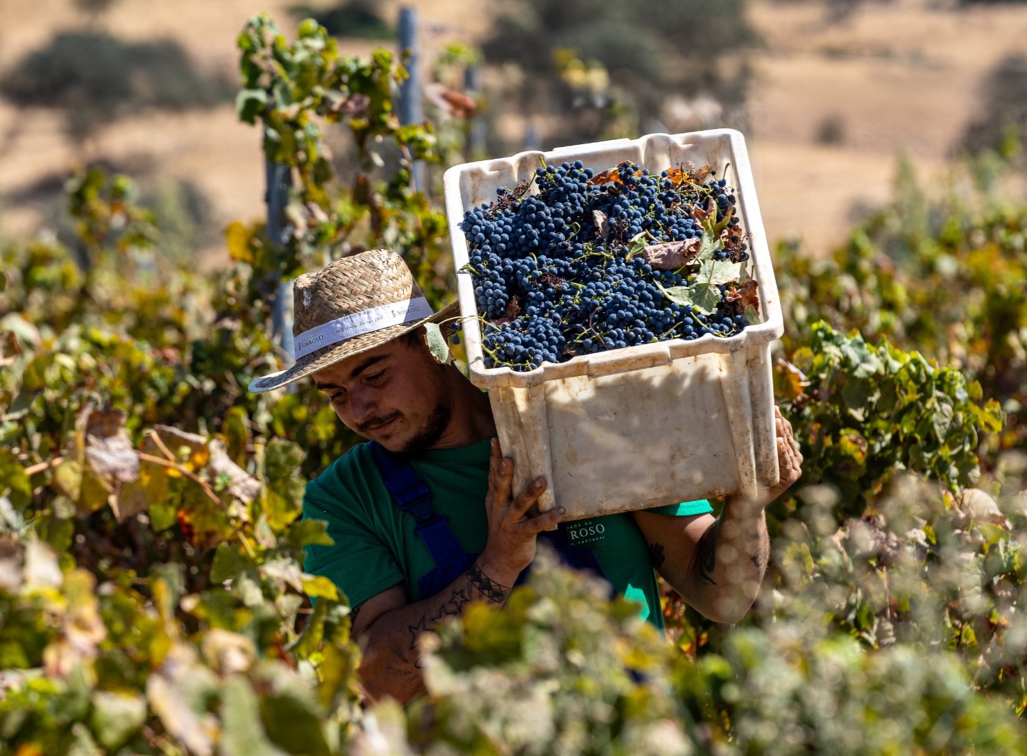Herdade do Sobroso | Grape Harvest