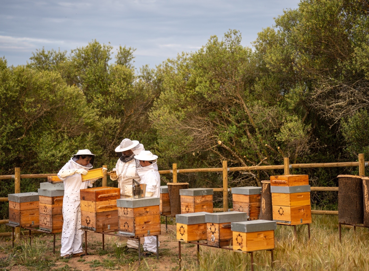 São Lourenço do Barrocal | Beekeping